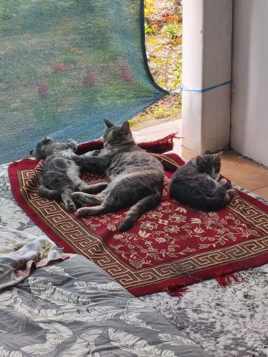 Mushuk котость 2