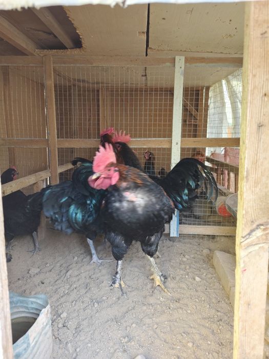 Avstrolob va oddiy tovuq xurozlar sotiladi