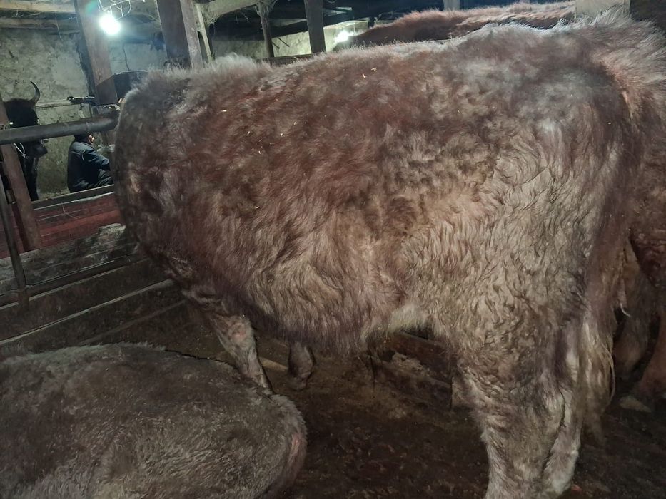 Продаётся бычок.