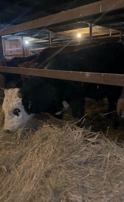 11 голов. бычков