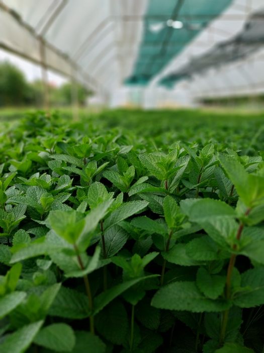 MENTĂ olandeză fresh