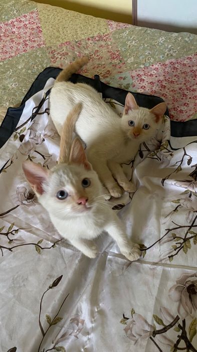 Мысықтар беремін/ котята