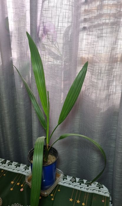 Финиковая пальма. Цветы в горшках