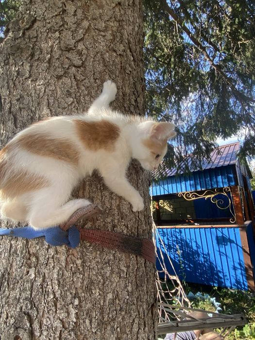 отдам кота в добрые руки