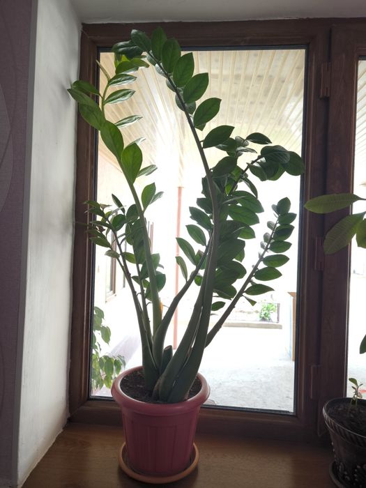 Цветы комнатные.