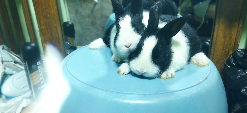 Quyon bollari Galland panda