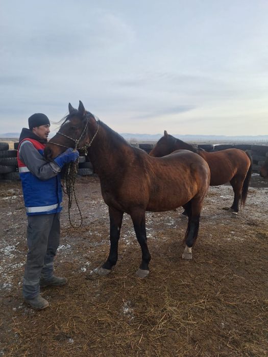 Айғыр сатыладады 8 жасар
