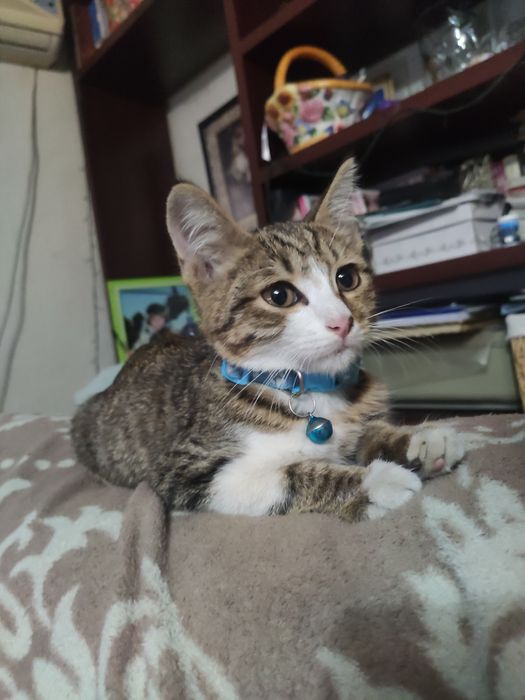 Котик ищет дом   .