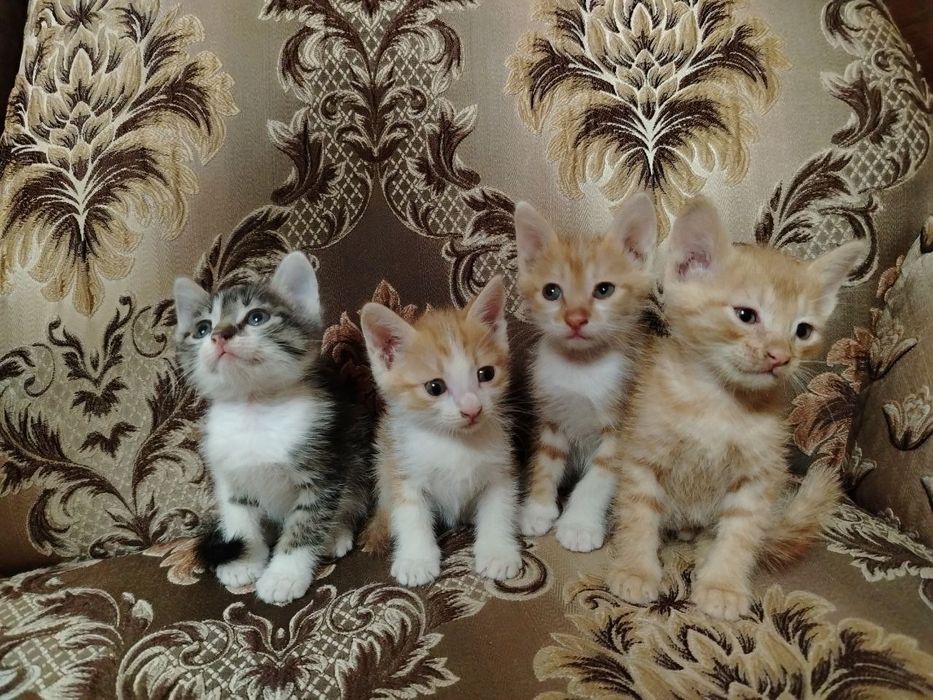Отдам ДАРОМ замечательных котят