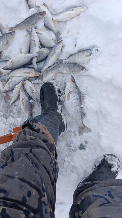 Продам окуней из Алаколя. Өте дәмді балық. Очень вкусная рыба.