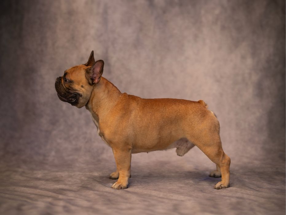 Французский бульдог - вязка кобель