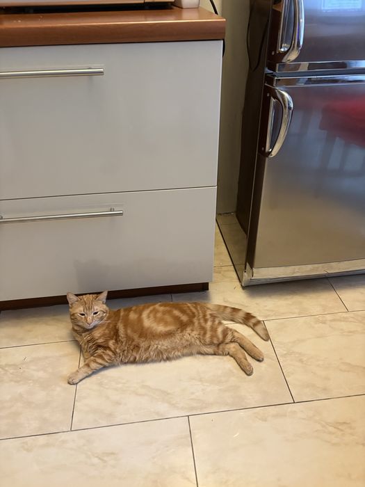Бенгалско котенце