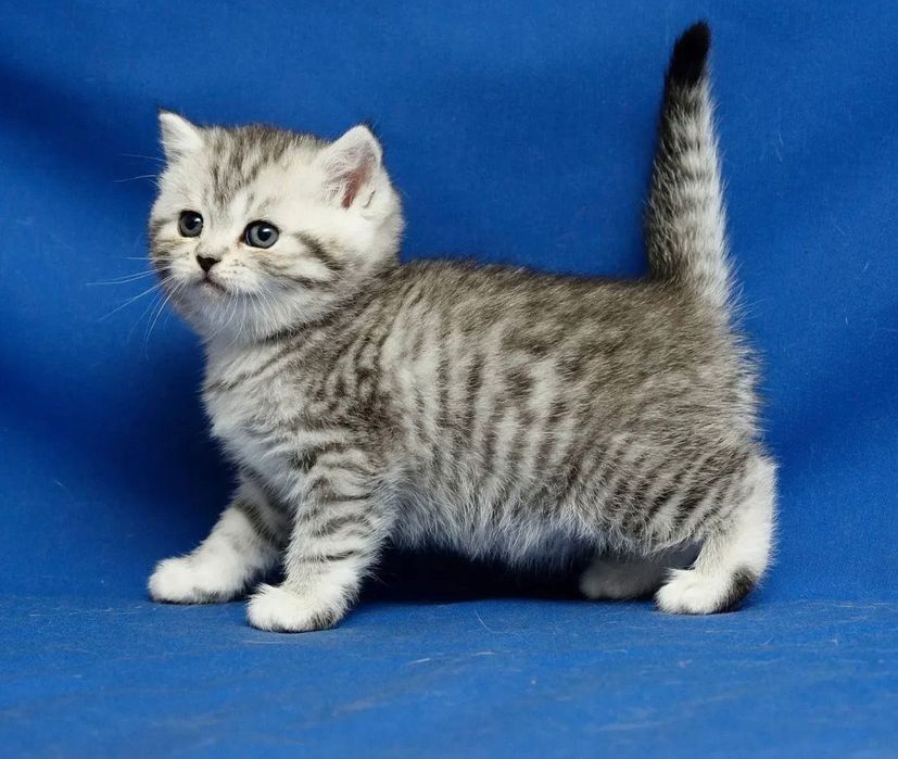 Супер шотландские малышата!