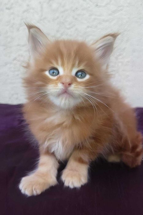 Maine Coon Felisa Lynx Rune Code Diesel – Micuțul titan cu pedigree de elită și o blândețe rară