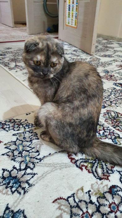 Mushuk skottish fold zotli