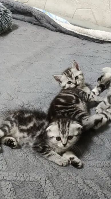 Элитненькие Шотландцы