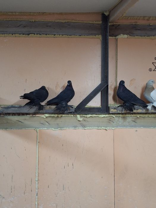 Продам голубей жуки