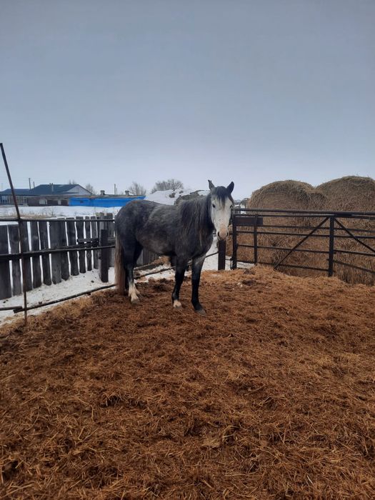 4 головы кобылы продаются