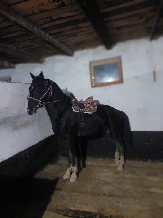 Айғыр сатылады көкпары мықты