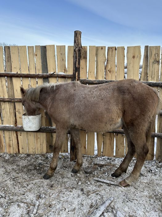 Обученный жеребчик