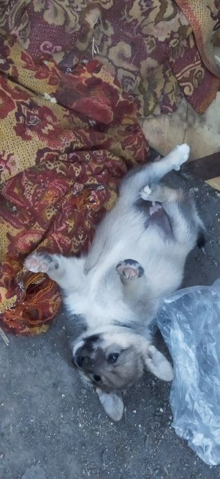 Отдаю щенков, все девочки.