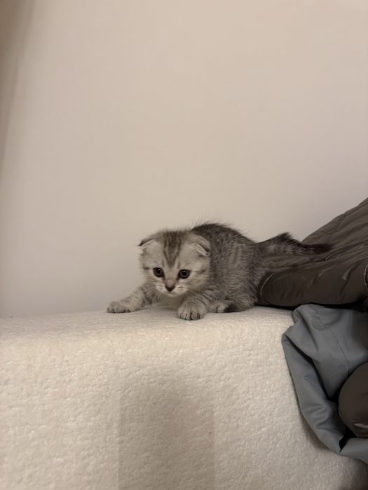 Продам котят породистых