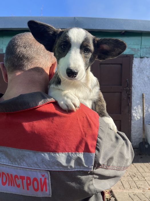 Вельш корги кардиган