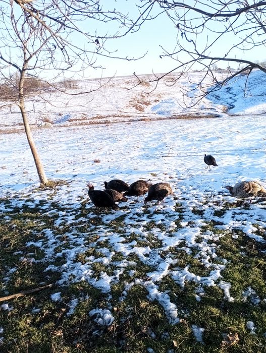 Vând curci  de anul acesta