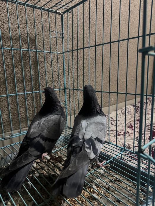 Молодые бакинцы сизые