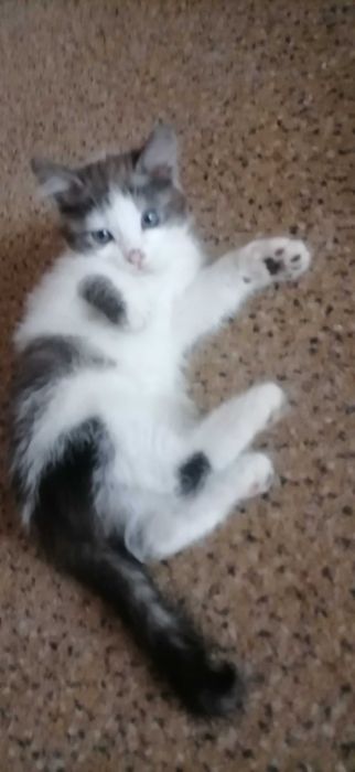 Котики сиамские, домашние.