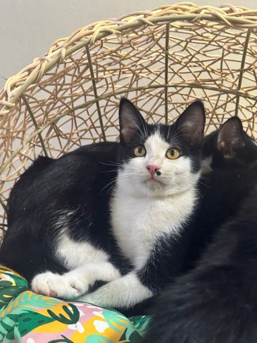 Котики бесплатно даром