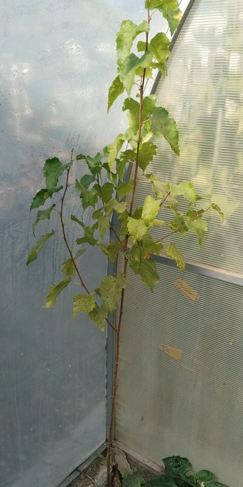 Саженцы берёзы продам