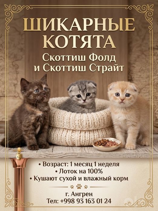 Чудесные шотландские котята готовятся к продаже