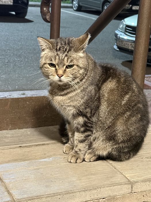 Кошка ищет  дом