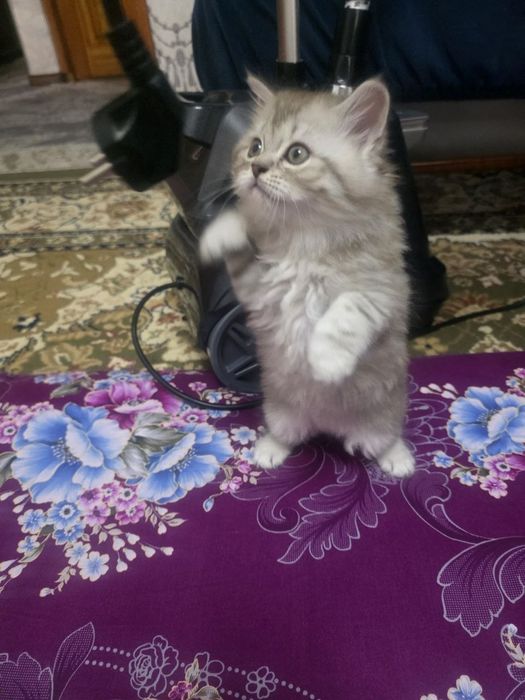 Продаются невские ангорки