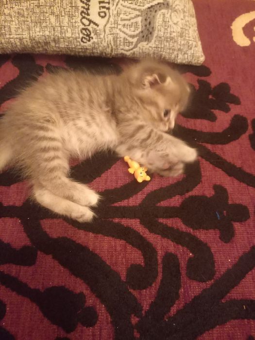 Вислоухий котёнок 1 месяц