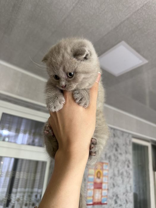 Чистокровные шотландские котята