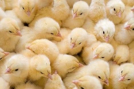 Продаю суточных цыплят бройлера