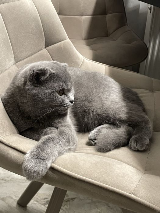 Кошка шотланская веслоухая