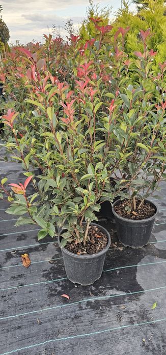 Photinia red robin - Cupressocyparis leylandii