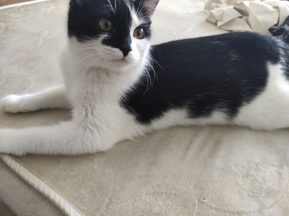 кошка в добрые руки