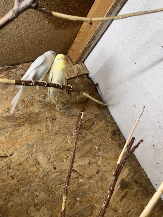 Волнистые попугай