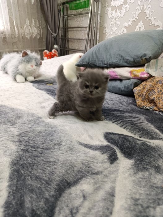 продаются  чистокровные шатладские котята