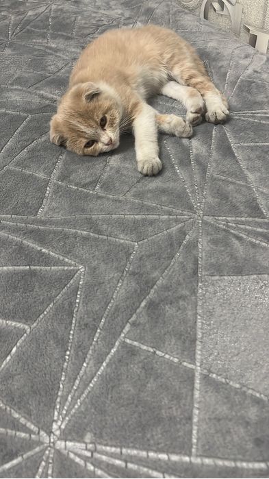 Отдам котенка, мальчик