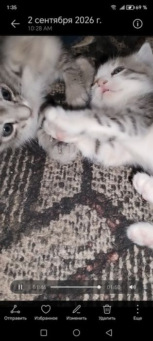 котята .маргаулар