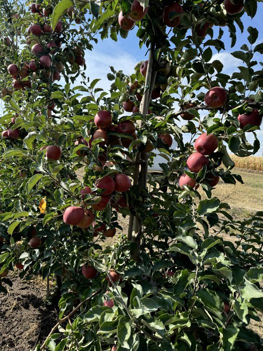 Mere de vînzare diferite soiuri