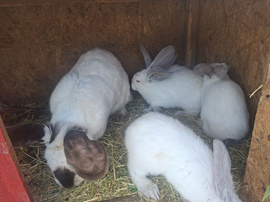Vand 9 iepuri 6 săptămâni