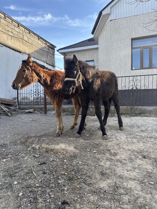 Екі құлын сатылады