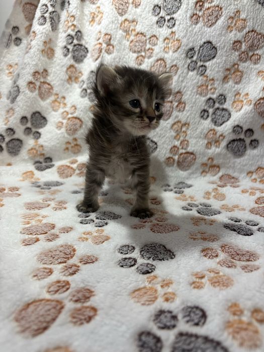 Котенок в добрые руки