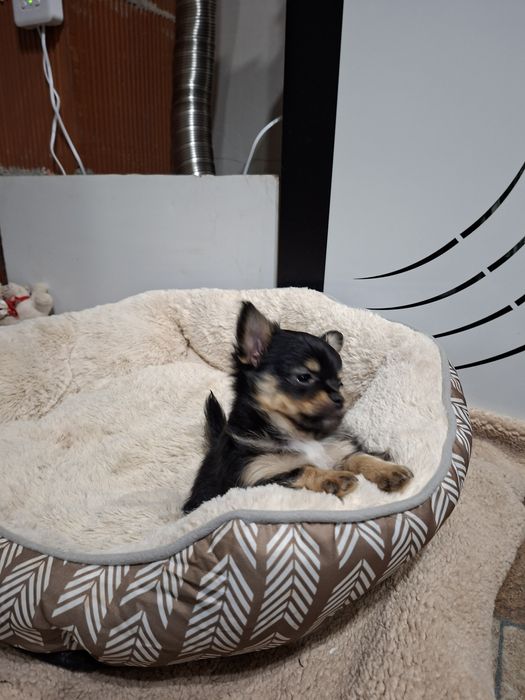 Чихуа на два месеца